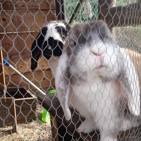 Gitelabaronnaise Avec Piscine Chauffee Pres Parc Asterix *