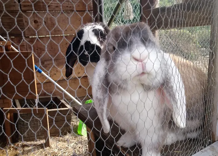 Gitelabaronnaise Avec Piscine Chauffee Pres Parc Asterix *